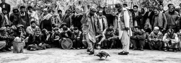 1355410779_241053_1355412264_album_normal